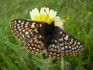 Butterfly on a flower
