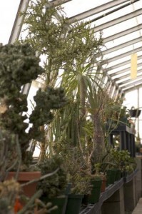 greenhouse