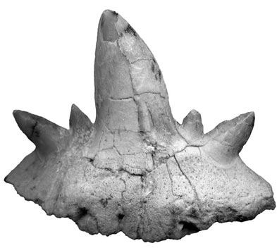 Shark tooth