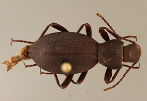 Eleodes wynnei, a new species of beetle recently discovered near the Grand Canyon