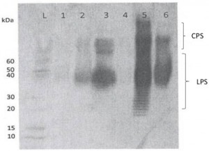 Glanders blot test