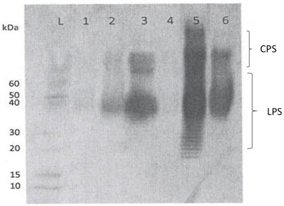 Glanders blot test