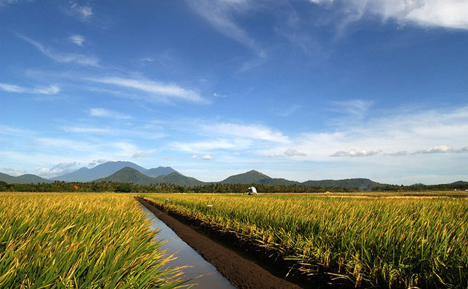 Rice paddy