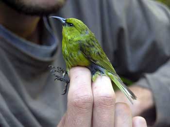 Song Bird