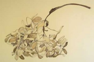 "Hydrangea" Bridget Doyle