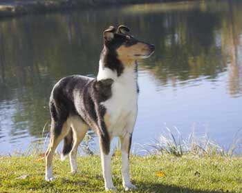 show dog picture
