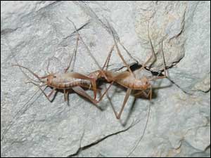 Cave Cricket