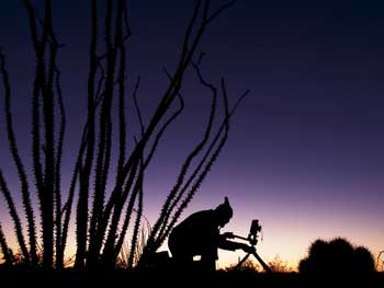 desert picture