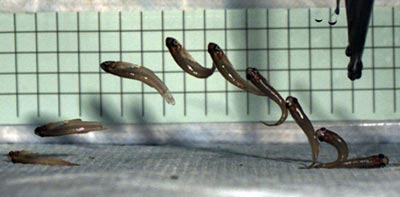 Fish