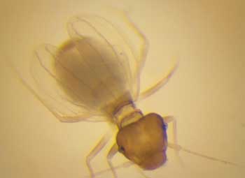 Booklouse