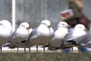 seagulls