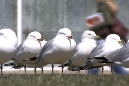 seagulls
