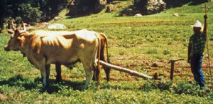 Pima Indian