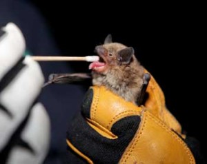 Bats