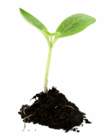 A plant growing
