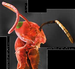 magnified ant