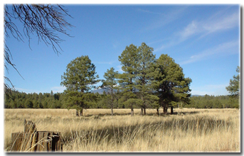 Centennial Forest