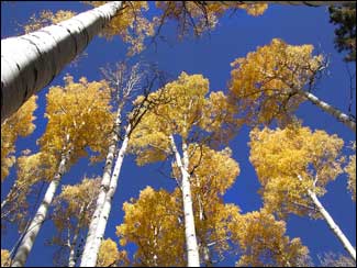 aspen trees