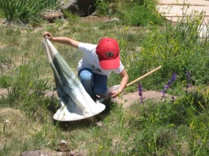 A child captures an insect at summer bug camp at NAU.