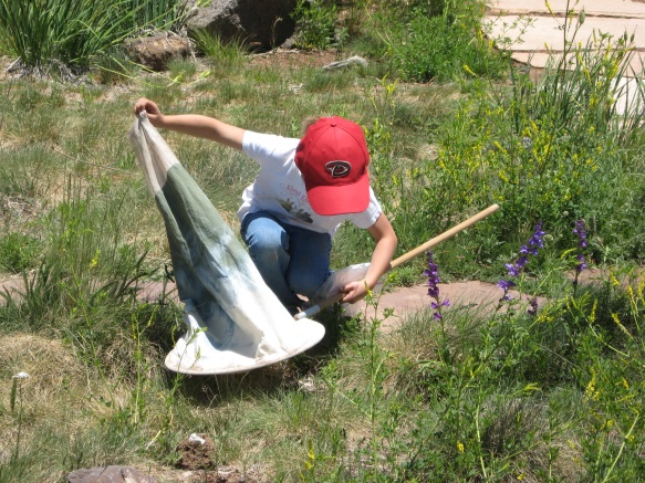 A child captures an insect at summer bug camp at NAU.