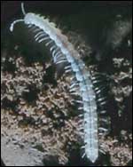 new millipedes