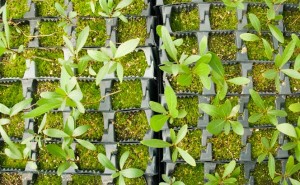 plants