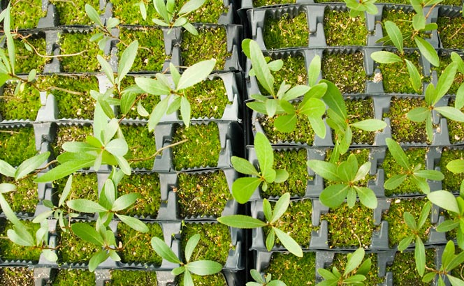 plants