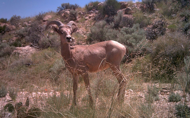Desert bighorn sheep