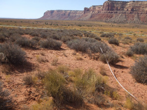 Cedar Mesa in southeast Utah.