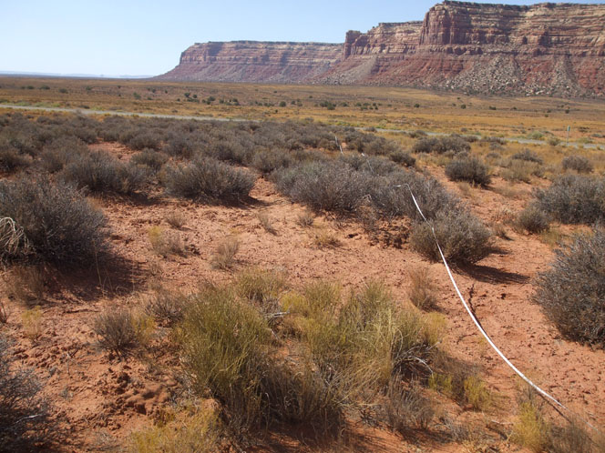 Cedar Mesa in southeast Utah.
