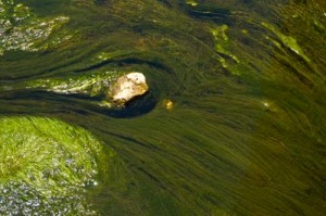 algae