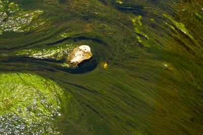 algae
