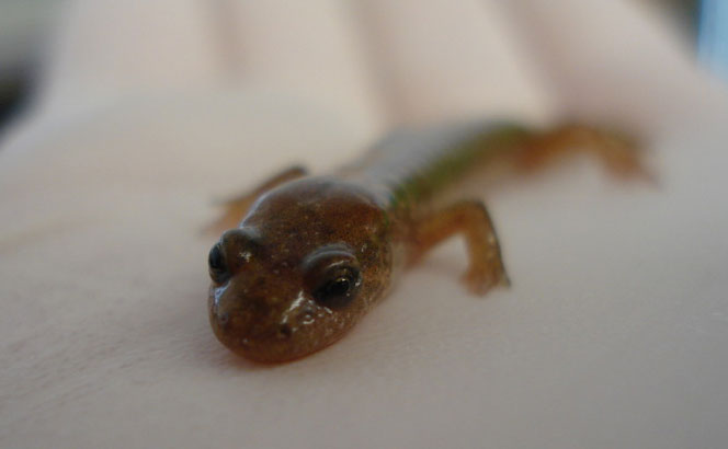Salamander