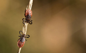 ticks
