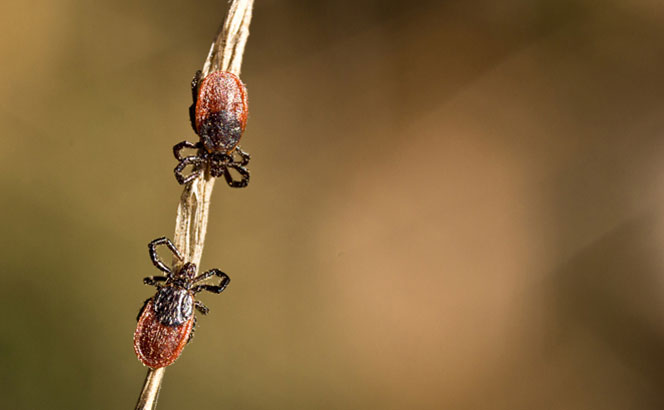 ticks