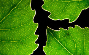 close up of leaves