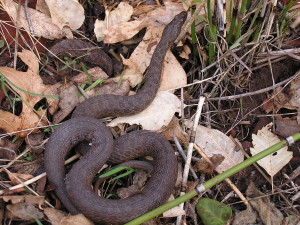 Gartersnake in the brush
