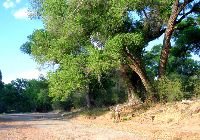 Cottonwood field research.
