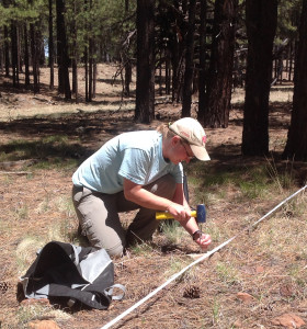 Fnaces O'Donnell work in the forest