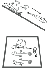 A fish performs a tail-flip jump and a roll.