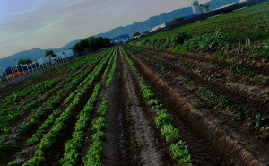 crooked sky farms