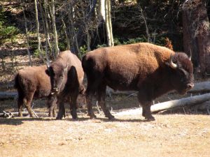 Three buffalo