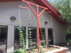 Hops for craft beer