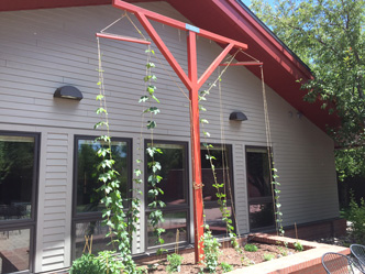 Hops for craft beer