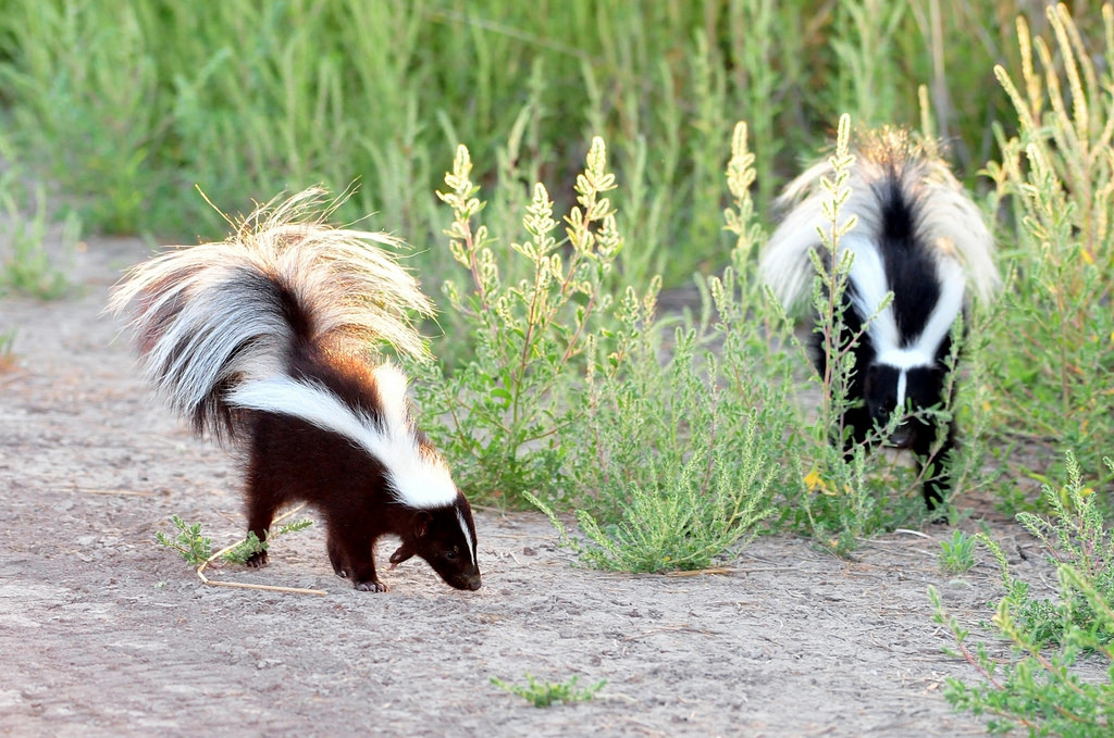Skunks