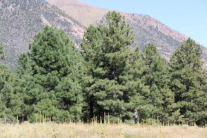 Trees