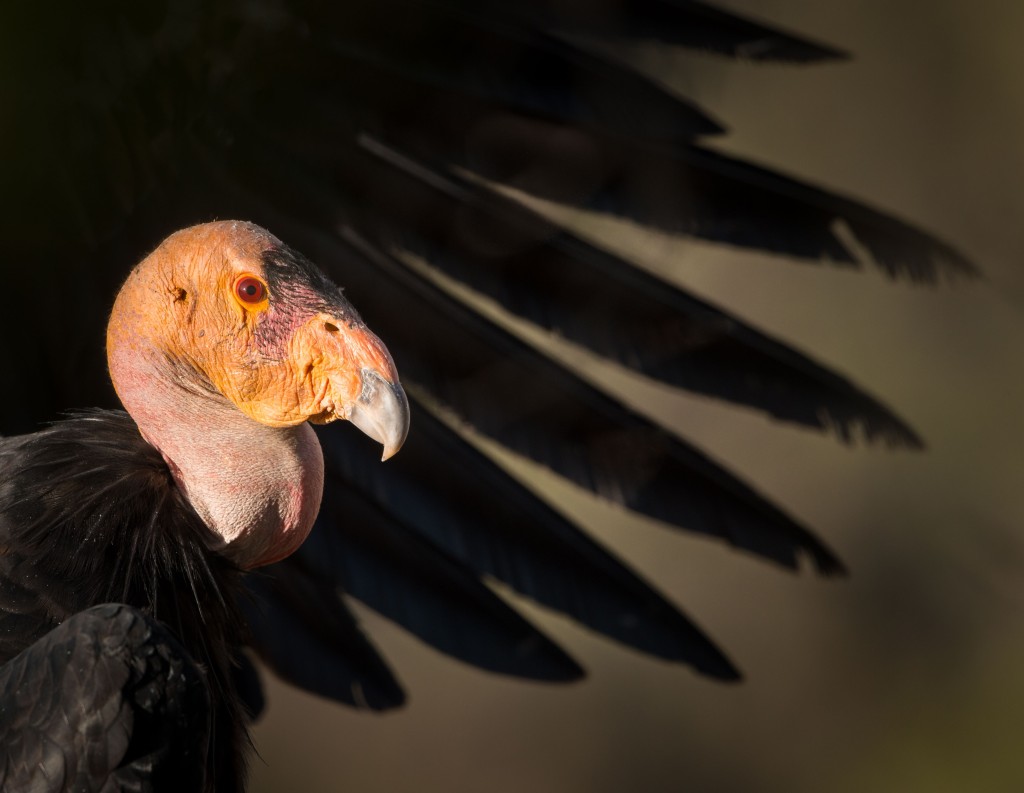 Condor