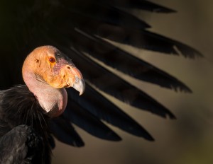 Condor