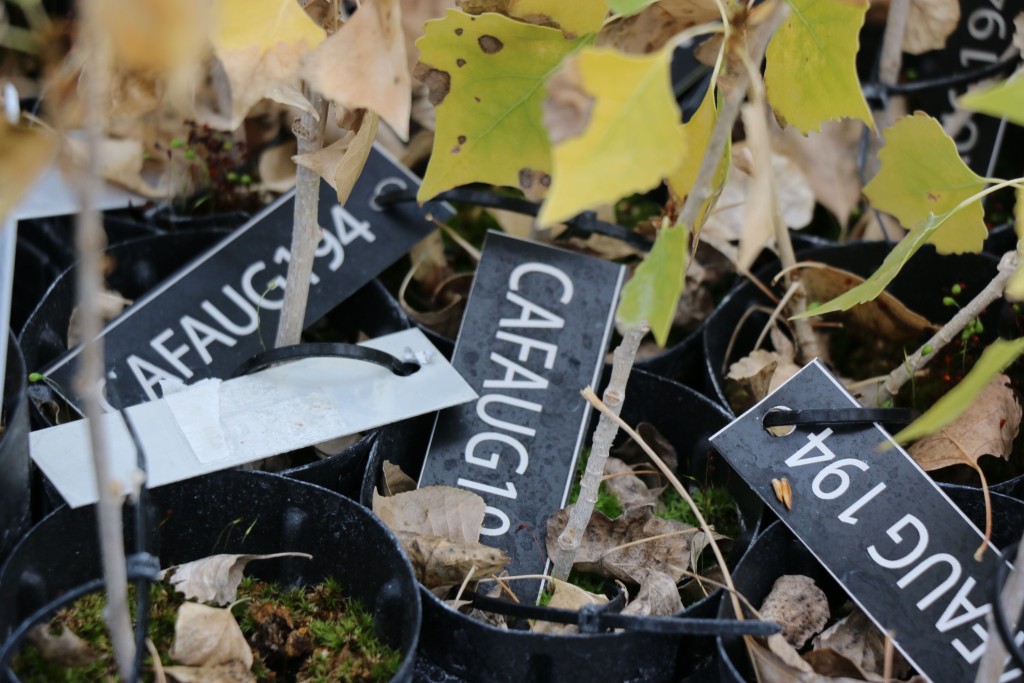Cottonwood seedlings
