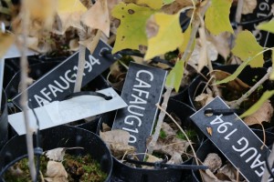 Cottonwood seedlings